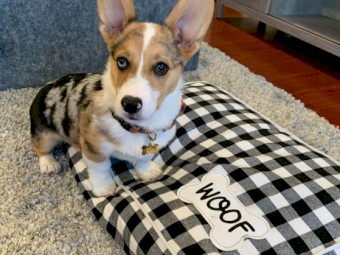 CUTE MALE AND FEMALE CORGI PUPPIES FOR SALE