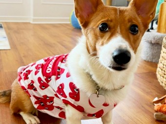 CUTE MALE AND FEMALE CORGI PUPPIES FOR SALE