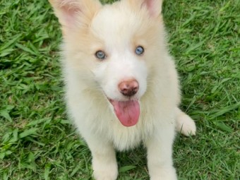 Border collie