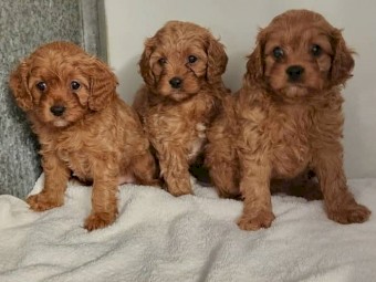 DNA Cavoodles, male and females Puppies