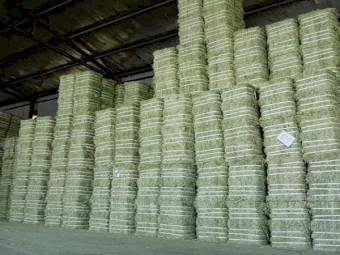 Short square bale hay for sale