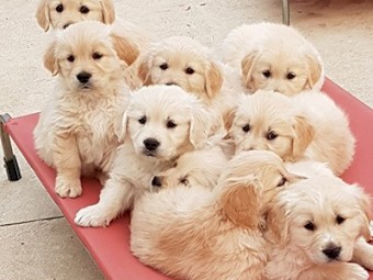 Female Golden Retriever 