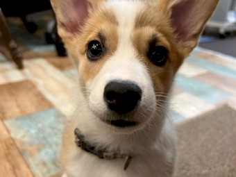 Healthy male and female corgi puppies 
