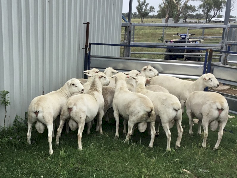 Aussie White Rams