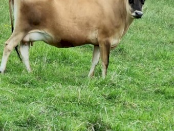  Jersey A2 A2 house cow in milk