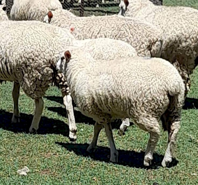 Composite mixed sex suckers