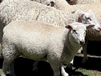 Composite mixed sex suckers