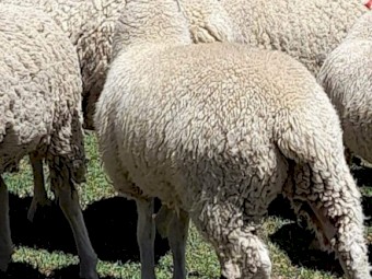 Composite mixed sex suckers