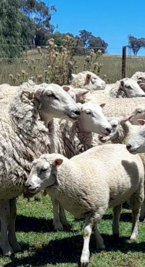 Composite mixed sex store lamb