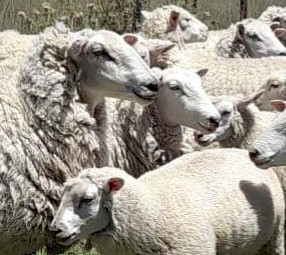 Composite mixed sex store lamb