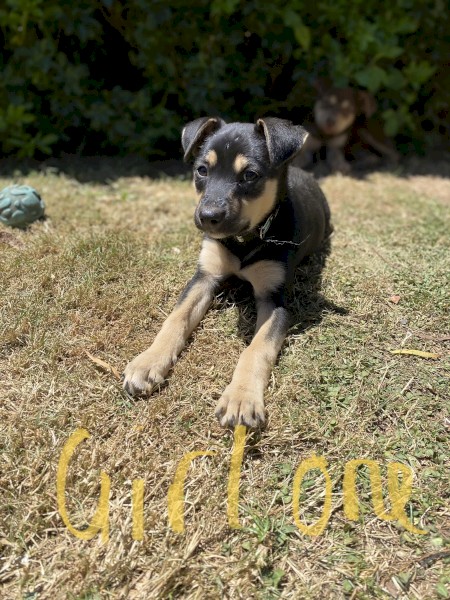 Kelpie pups 