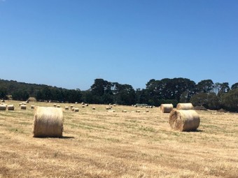 2022 Pasture Hay Round bales.  Great for cattle