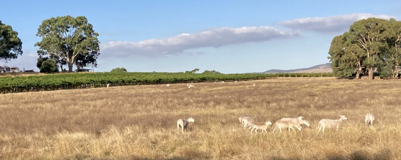 Wiltipoll Sheep For Sale 