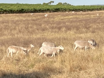 Wiltipoll Sheep For Sale 