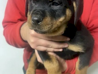 rottweiler puppies