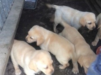 Labrador puppies ready for their home.