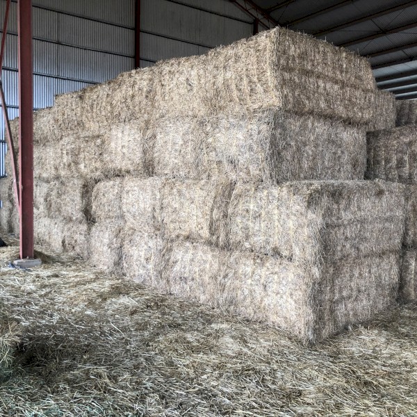 120mt Lucerne Hay 580kg 8x4x3 Bales