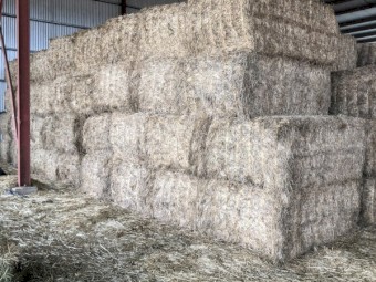 120mt Lucerne Hay 580kg 8x4x3 Bales