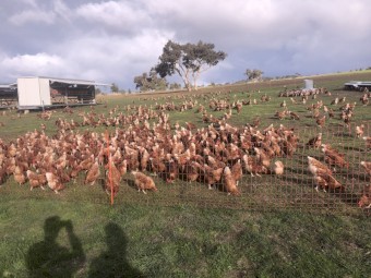 Chicken Coope Cabana 650 - Australian made.