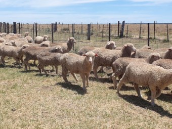 220 x Merino X Dorset Lambs