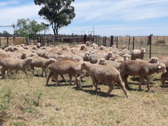 220 x Merino X Dorset Lambs