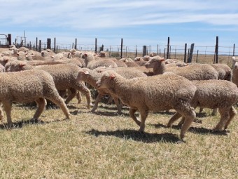 220 x Merino X Dorset Lambs