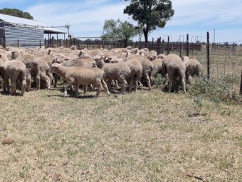 220 x Merino X Dorset Lambs