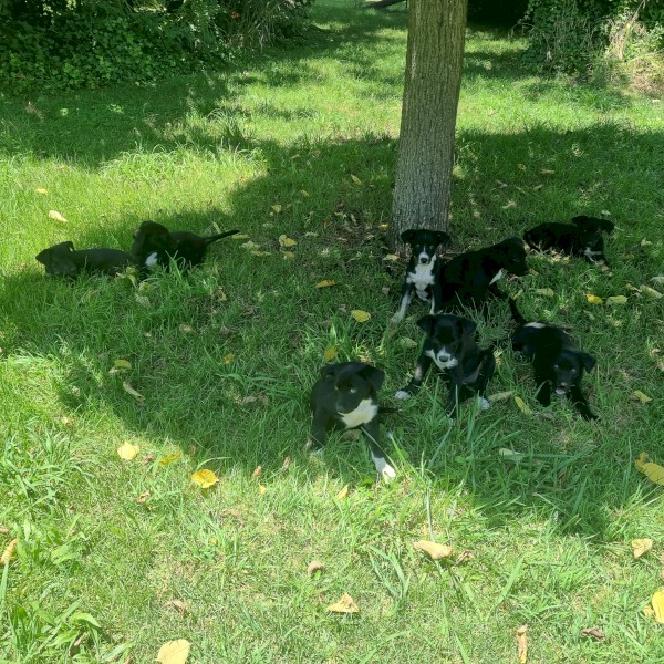 Kelpie x Collie Pups