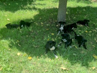 Kelpie x Collie Pups
