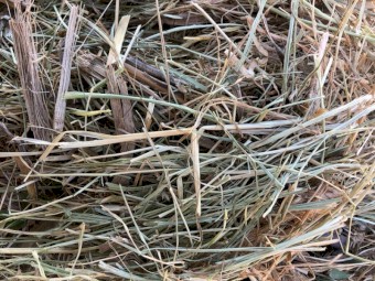 Fescue Hay