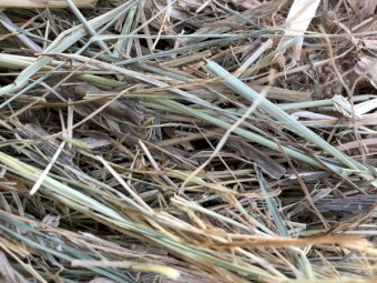 Fescue Hay