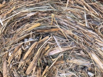 Fescue Hay