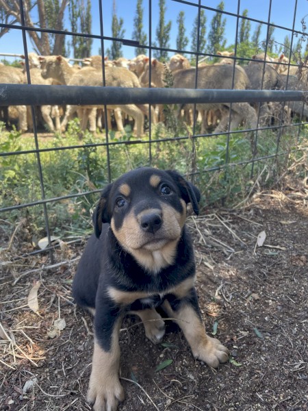 Kelpie Huntaway Male Pups