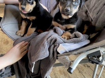 Kelpie Huntaway Male Pups