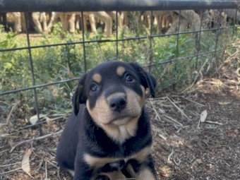Kelpie Huntaway Male Pups