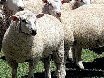 Composite Store Lambs