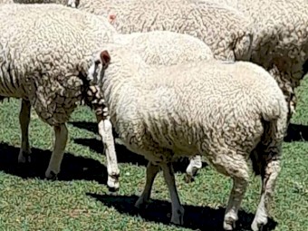 Composite Store Lambs