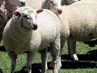 Composite Store Lambs