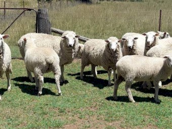 Composite Store Lambs