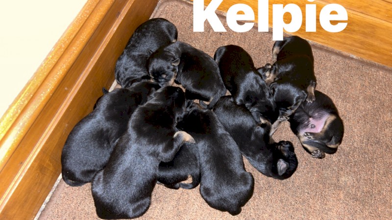 Kelpie pups