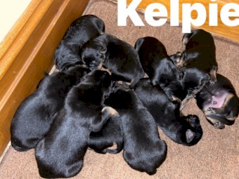 Kelpie pups