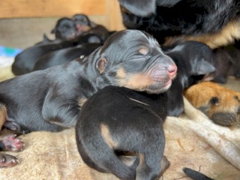 Kelpie pups