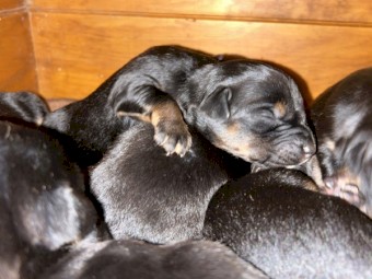 Kelpie pups