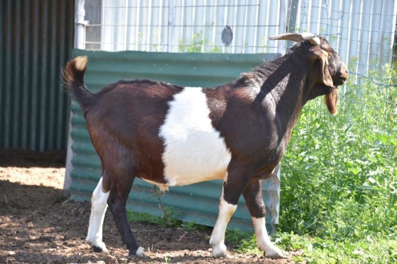 FULLBLOOD BGBAA Registered Kalahari Red Composite Buck "ADELMO"