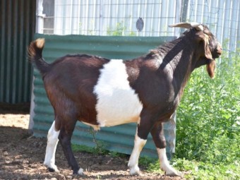 FULLBLOOD BGBAA Registered Kalahari Red Composite Buck 