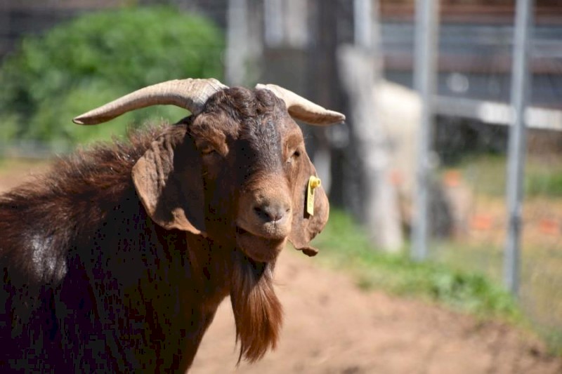 FULLBLOOD BGBAA Registered Kalahari Red Composite Buck "ADLER"