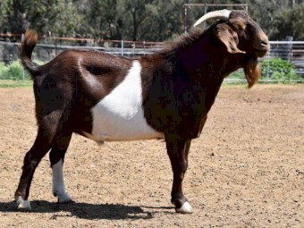 FULLBLOOD BGBAA Registered Kalahari Red Composite Buck "ADLER"