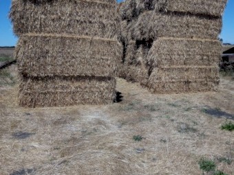 55mt Ryegrass Clover Hay 92 600kg 8x4x3 Bales