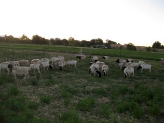 Dorper Ewe Flock