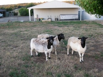 Dorper Ewe Flock
